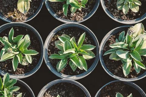 Hosta leaves pattern background. Bushes of the Hosta plant in pots for transp Stock Photos