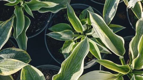Hosta leaves pattern background. Bushes of the Hosta plant in pots for transp Stock Photos