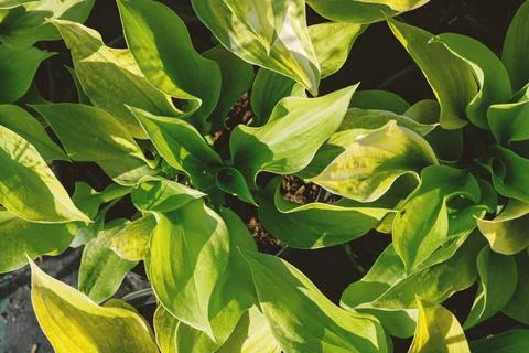 Hosta leaves pattern background. Bushes of the Hosta plant in pots for transp Stock Photos