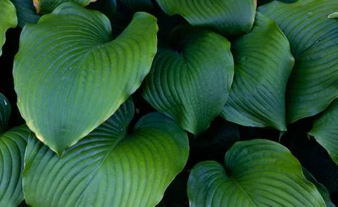 Hosta leaves pattern background. Hosta lily leaf summer background. Stock Photos