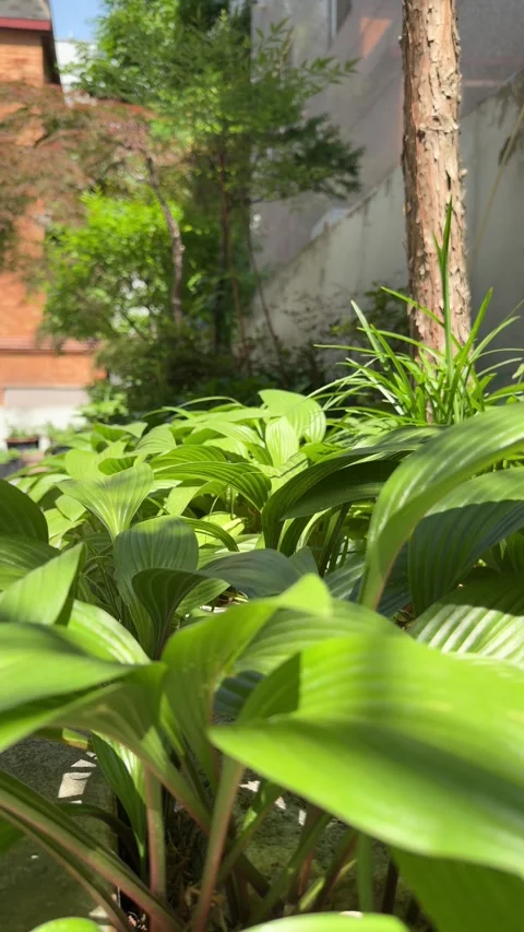 Hosta Leaves Swaying in Summer Sunlight and Moving Shadows Stock Footage 340416640