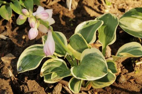 Hosta lucky mouse Stock Photos