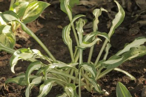 Hosta manzo Stock Photos