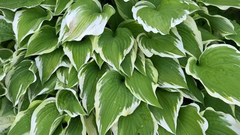 Hosta Moerheim also known as Plantain Lily and Funkia with rain drops on the Stock Footage 277207868