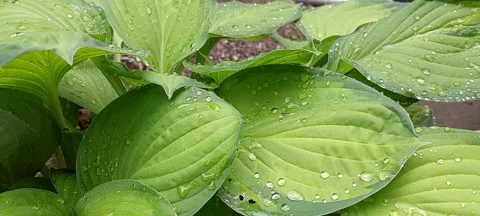 Hosta perennial plant with raindrops on its light green leaves Stock Footage