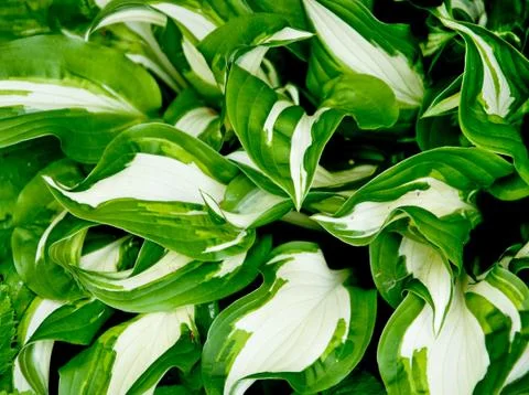 Hosta Stock Photos