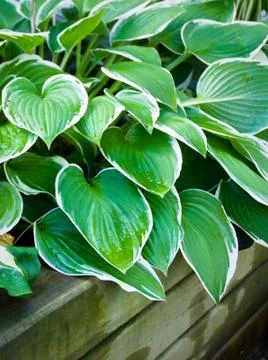 Hosta Stock Photos