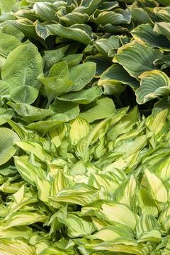 Hosta Stock Photos