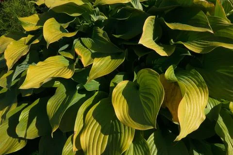 Hosta Foto stock