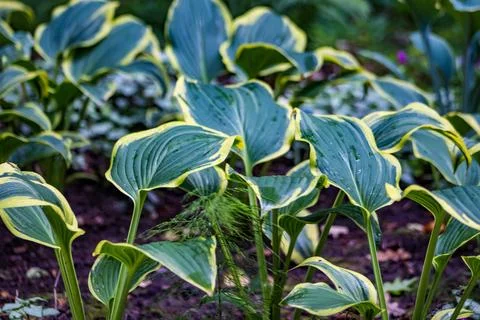 Hosta Stock Photos