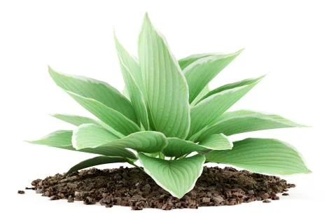 Hosta plant isolated on white background. 3d illustration Stock Illustration