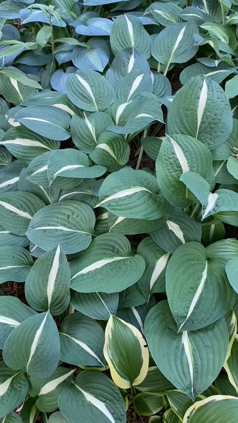 Hosta plant leaves with variegated patterns in a lush garden, suitable as a.. Stock Footage 312321081