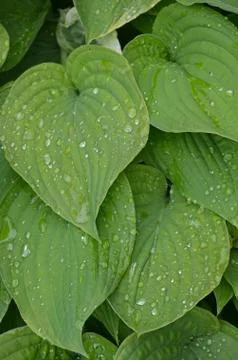Hosta plant Stock Photos