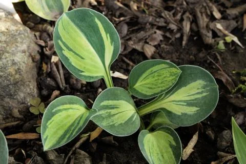 Hosta plant Stock Photos