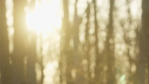 Hosta Plant Sprouts Stock Footage 132467520