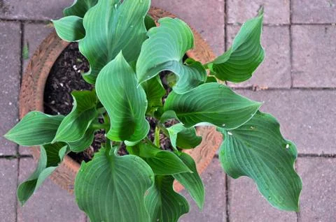 Hosta plant view Foto stock