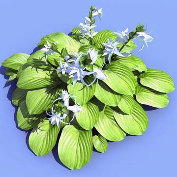 Hosta plantaginea (Aphrodite) 3D Model