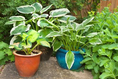 Hosta planter against a green foliage background Stock Photos