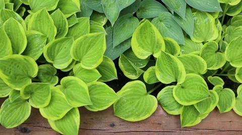 Hosta Plants Stock Footage 63997396