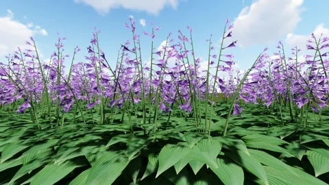 Hosta Purple Flower 库存影片 340272945