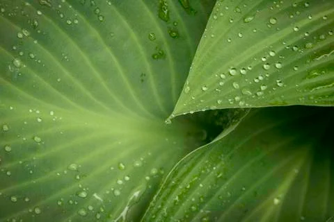 Hosta rain drop. Stock Photos