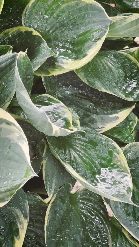 Hosta in a Rain shower Stock Footage 277413242
