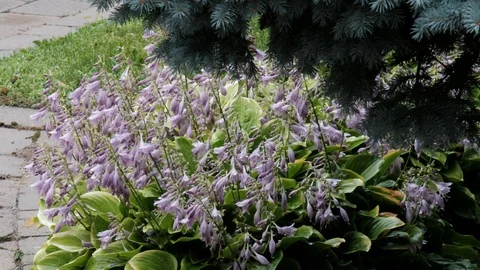 Hosta with raindrops in wind Stock Footage 92921267