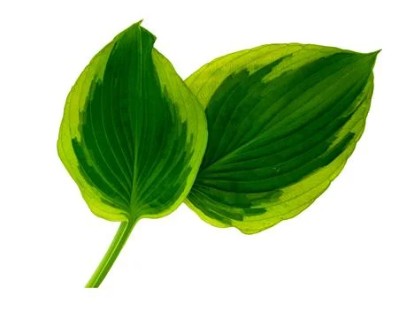 Hosta sheet close-up isolated on white background Stock Photos