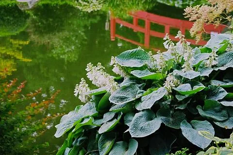 Hosta sieboldiana Elegans against the background of the reflection in the w.. Stock Photos