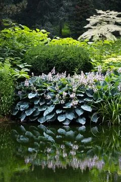 Hosta sieboldiana Elegans and other green plants on the beach lake Stock Photos