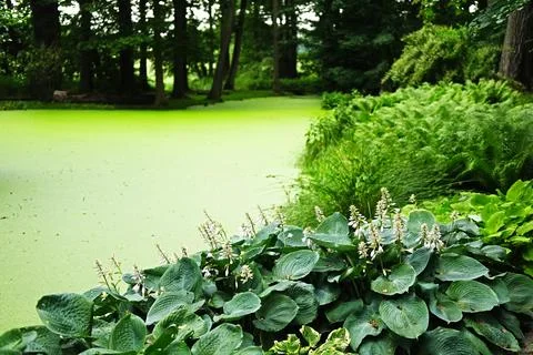Hosta sieboldiana Elegans on the beach covered with green duckweed pond Stock Photos