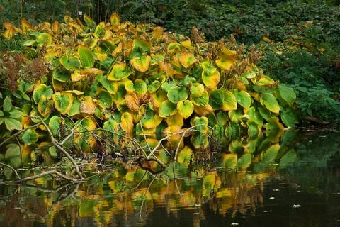 Hosta sieboldiana Elegans in fall colors on the shore of a quiet lake Stock Photos
