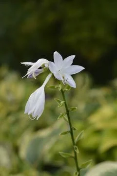 Hosta So Sweet Stock Photos