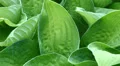 hosta venusta plant tracking shot HD Footage