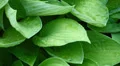 hosta venusta plant tracking shot rainy HD Footage