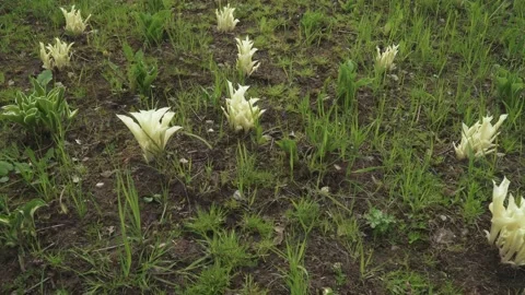 Hosta White Feather Stock-Footage 130947493