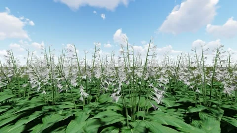 Hosta White flower Stock Footage 340272754