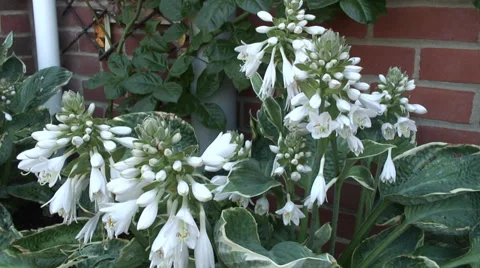 Hosta white flowers Video stock 28020461