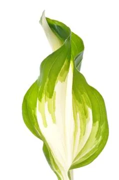 Hostas leave Stock Photos
