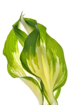 Hostas leaves 스톡 사진
