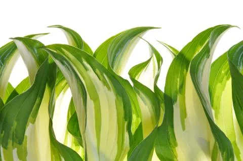 Hostas leaves Stock Photos