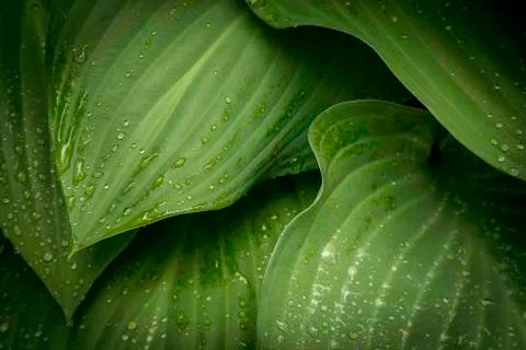 Hostas Stock Photos