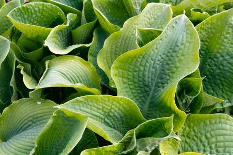 Hostas Stock Photos