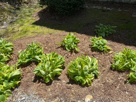 Hostas plants Photos
