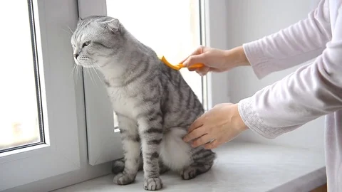 Hostess combing your cat at home on a window Stock Footage 73237596