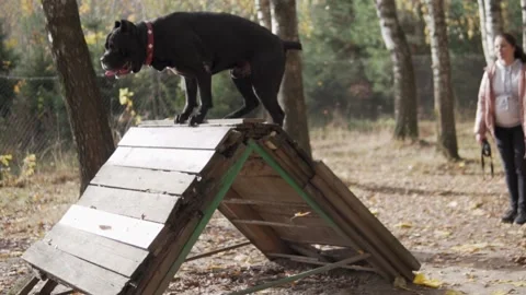 The hostess is engaged in a dog park with a large black dog cane corso Stock Footage 141173008