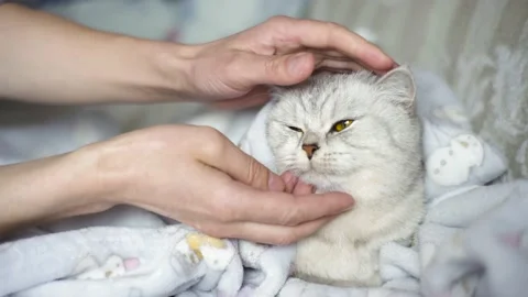 The hostess gently strokes her cat on the fur. Stock Footage 172548964