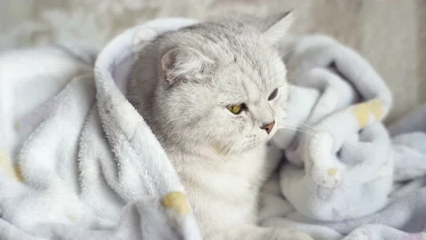 The hostess gently strokes her cat on the fur. Stock Footage 172548968