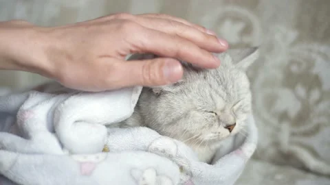 The hostess gently strokes her cat on the fur. Stock Footage 172548987
