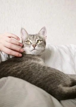 The hostess gently strokes her cat on the fur. The relationship between a cat Stock Photos
